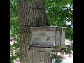 Honey bee swarm catch