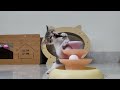 Adorable Everyday Moments of Kittens.