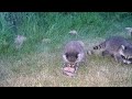 Wild Mama Raccoon & Her Babies