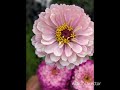 Zinnias in my Garden💐