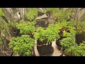 Cannabis Breeding - Amnesia X Purple Punch, White Widow & Orange Bubblegum (Flower Wk 1 Update)