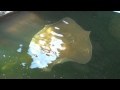 Giant Fresh Water Stingray