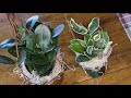 Hoya Houseplant Unboxing Video!