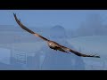 I took over 5000 photos - Photographing Red Kites in Wales at the Gigrin feeding Centre