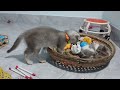 Guilty Dog and cat is so funny😹🐕Try Not to Laugh😺2024 Part 20