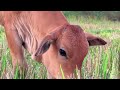 Lembu Sapi lucu berkeliaran di Ladang rumput hijau- Bunyi lembu emoh Suara sapi lucu memanggil kawan