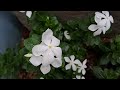 নয়নতারা ফুল/ periwinkle flower