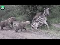 The Lion King Hunted And Destroyed Hyenas So Brutally | Animal World