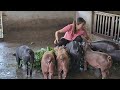 Take care of pigs, provide green food for pigs to grow quickly. ( Ep 273 )