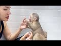 Milk time for baby monkey Miker in the evening