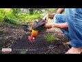 SERU..! || mikat ayam hutan menggunakan pikat tembak  10 Juli 2020