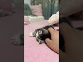 meow play with mom