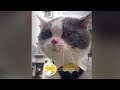 You Laugh You Lose😹Funniest Dogs and Cats 2024😻🐶