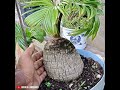 Bonsai Kelapa Bonggol Istimewa || Karya Seniman Bonsai Kelapa Thailand