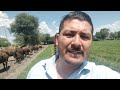 ¡¡ME VOLVÍ A COMPRAR UNO DE LOS MEJORES TRACTORES MASSEY FERGUSON!!