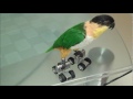 Caique - Roller Skates Training