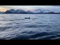 Whales and Orcas in Norway