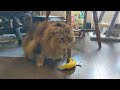 Another Siberian Cat with a Yeowww! Banana with Catnip!