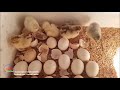 Egg Hatched - Result Hatching Egg Incubator at home