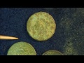 Metal Detecting Hack: How To Clean (or ruin) Copper Coins