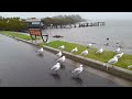 Seagulls in the Puddles by the Karuah River