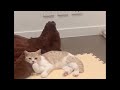 Funny cats scared of cucumbers 😂 cat vs cucumber compilation  Gatos VS pepinos