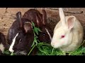 Poultry Farming Business /Primitive Technology:Rabbits,Cute Animals || Cara Perawatan Indukan