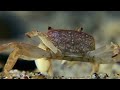 Most Venomous | Wild Ones | Episode 10 | Free Documentary Nature