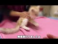 初めての動物病院で注射されたら子猫がこうなっちゃいました…【むぎまる編】