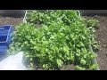 My garden video sharing