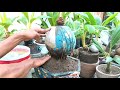 PINDAH MEDIA AIR BONSAI KELAPA KE MEDIA TANAM/COCONUT BONSAI