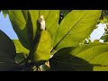 Ficus hispida, Opposite leaf Fig, എരുമനാക്ക്, പാറകം,कठगूलर, #figtree