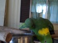 Yellow nape Parrot talking