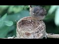 Grey Fantails. From hatchlings to fledglings.