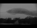 Starling Murmurations 2 - (DBLM Wildlife)