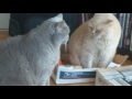 Two British Shorthair cats fight over a box
