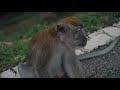 Planet of the Monkey | Cinematic Video