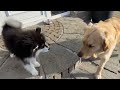 Golden Retriever Meets New Alaskan Malamute Puppy For First Time! (Cutest Ever!!)