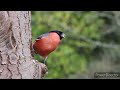 Sweet Bird Sound||Relaxing music||Meditation Saund||Forest Sound