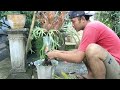 POTONG❗❗❗ Bonsai kelapa biar cepat daun kecil