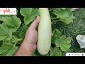 Touring My Kitchen Garden: Naming the Vegetables I Grow