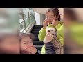 Cute Pomeranian Puppies Doing Funny Things #9 | Cute and Funny Dogs - Mini Pom