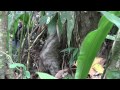 Three Toed Sloth