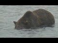 BearFlopsFish - Jonjaks visit Katmai