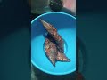 #Bhangra fish fry 😋