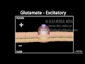 Neuroscience Basics: GABA and Glutamate, Animation