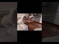 My Jack Russell when she was 2 days old vs. 1 month old #pets #animals #cute #funny #amazing #puppy