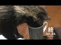 The case where the raccoon dog's solo play was too unique
