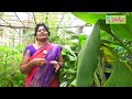 ఒకే చోట వందల రకాల మొక్కలు @ ఇంటిపై ఆహారవనం | Terrace Gardening | Radhika