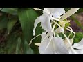 Butterfly-ginger, White garland-lily, Butterfly-lily, Garland #flowers, gardening, garden tips